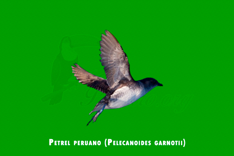Petrel peruano (Pelecanoides garnotii)