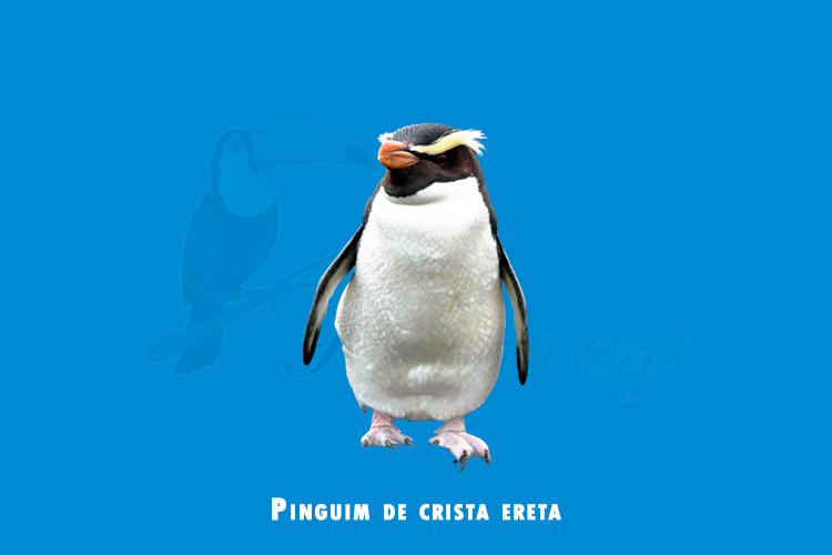 Pinguim de crista ereta