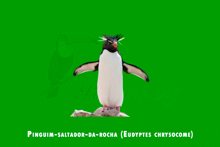 Pinguim-saltador-da-rocha ( Eudyptes chrysocome)