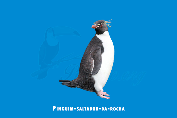 Pinguim-saltador-da-rocha