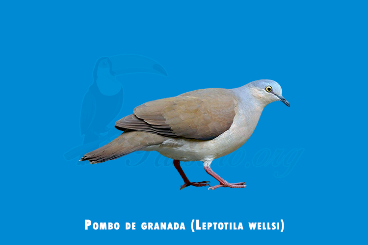 Pombo de granada (Leptotila wellsi)