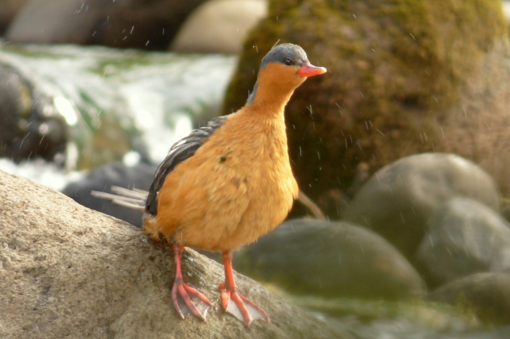 Reproducao do pato das torrentes