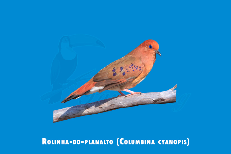 Rolinha-do-planalto (Columbina cyanopis)