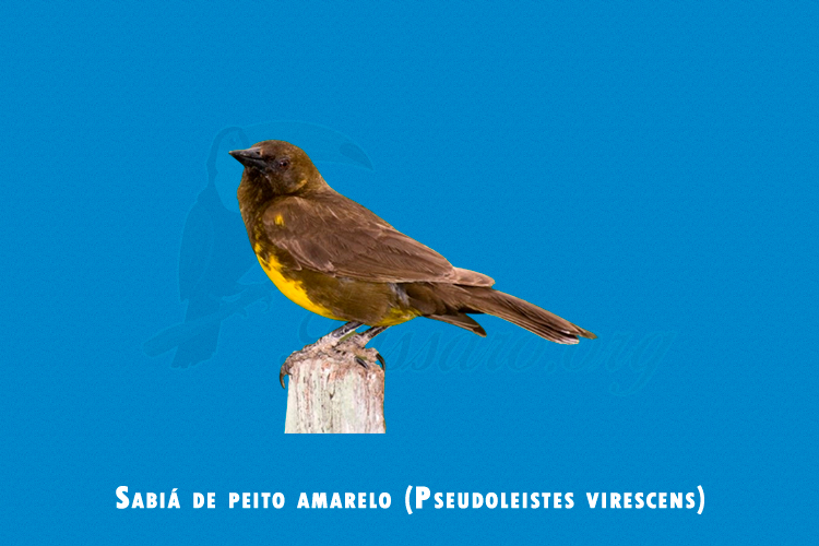 Sabiá de peito amarelo (Pseudoleistes virescens)