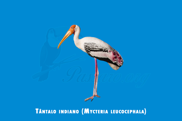 Tântalo indiano (Mycteria leucocephala)