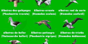 Tipos de Albatroz mais conhecidos