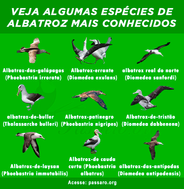 Tipos de Albatroz mais conhecidos