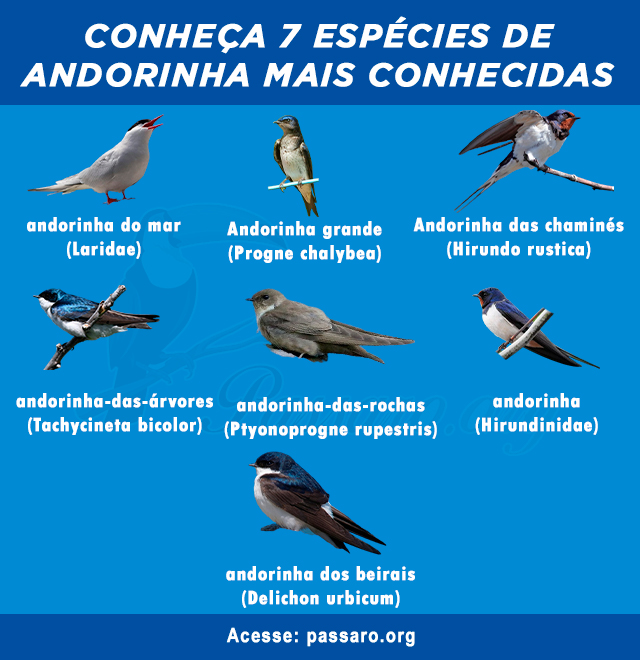 Tipos de Andorinha mais conhecidas