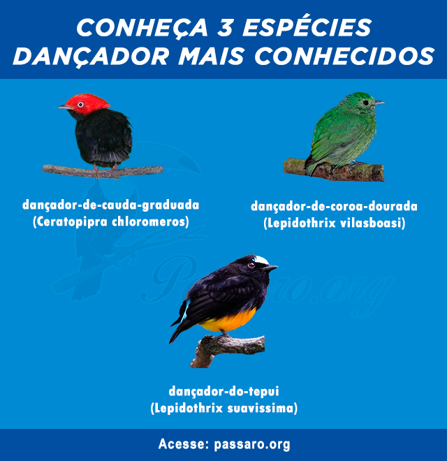 Tipos de Dancador mais conhecidos