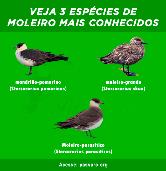 Tipos de Moleiro mais conhecidos