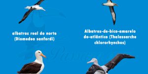 Tipos de albatroz mais conhecidos