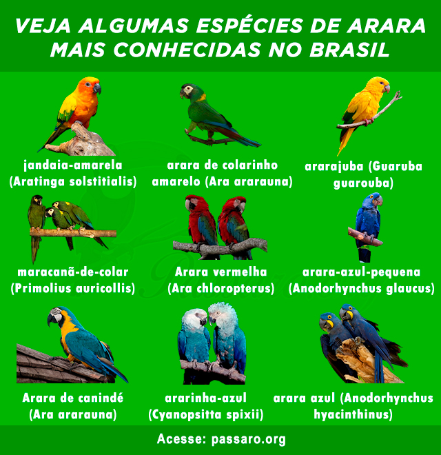 Tipos de arara mais conhecidas no Brasil