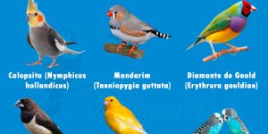 tipos de aves domesticas