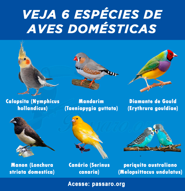 tipos de aves domesticas