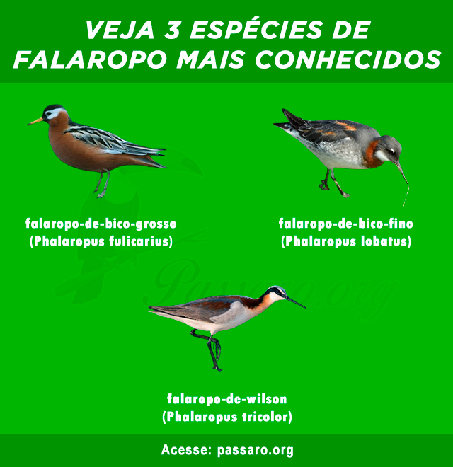 Tipos de falaropo mais conhecidos