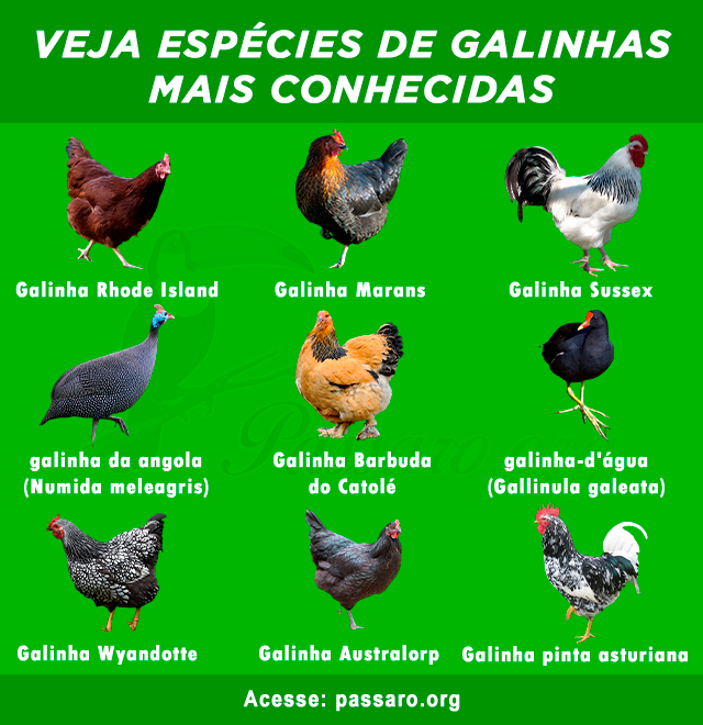 Tipos de galinhas mais conhecidas