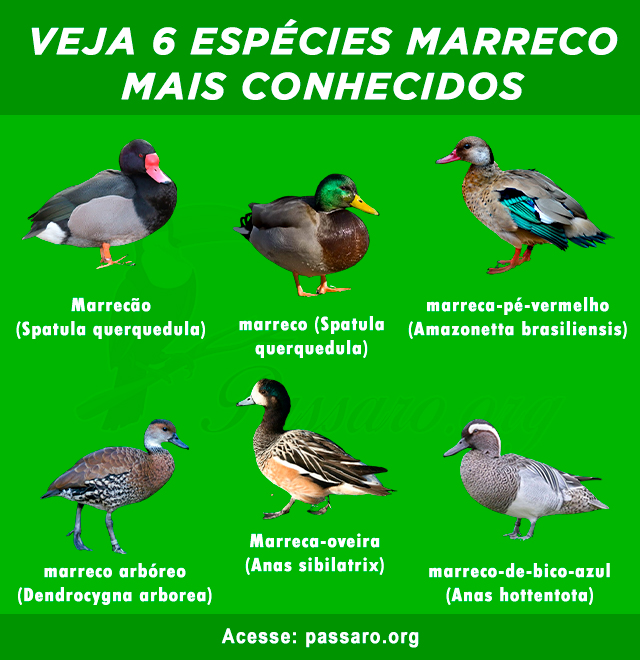 Tipos de marreco mais conhecidos