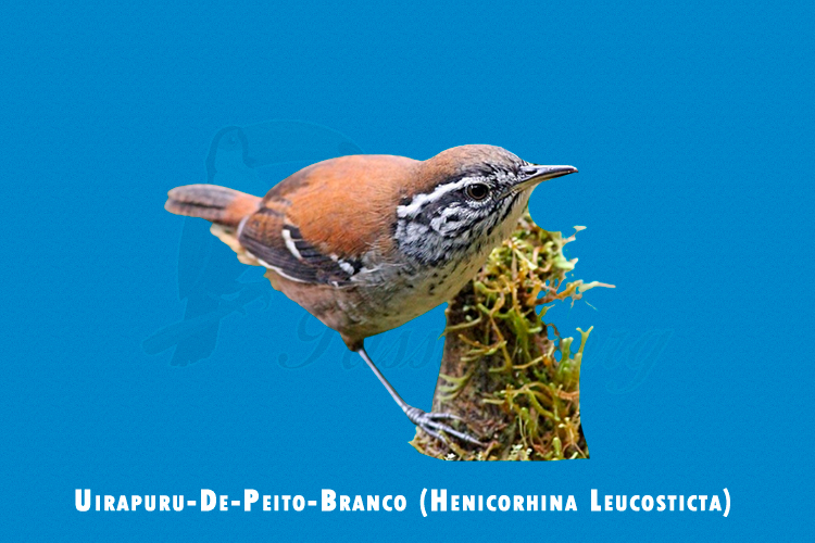 Uirapuru-De-Peito-Branco (Henicorhina Leucosticta)