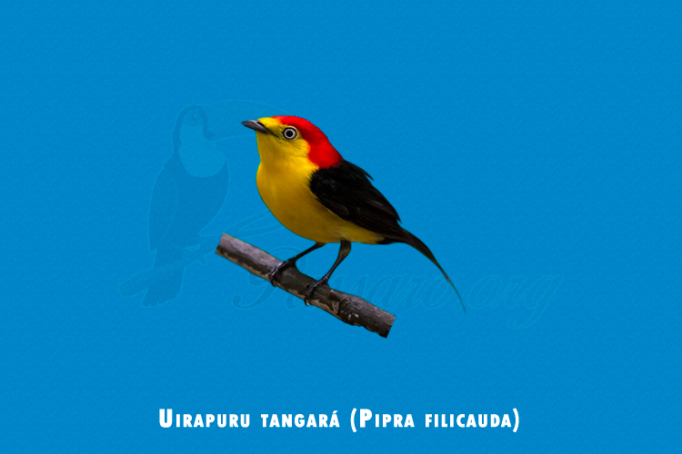 Uirapuru tangara (Pipra filicauda)