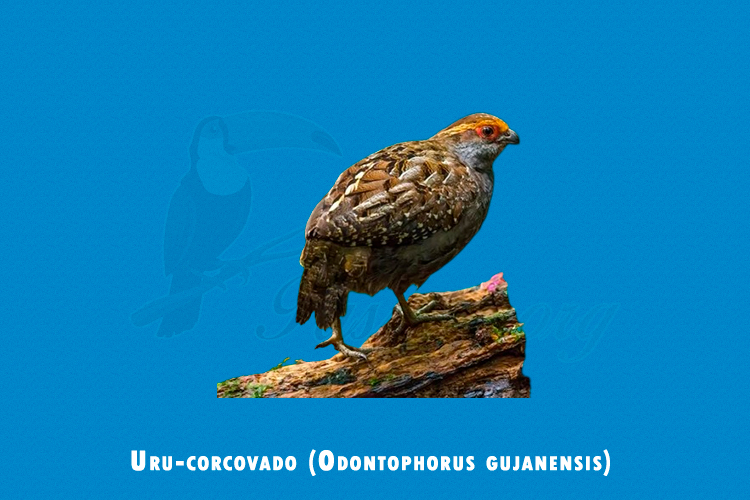 Uru-corcovado (Odontophorus gujanensis)