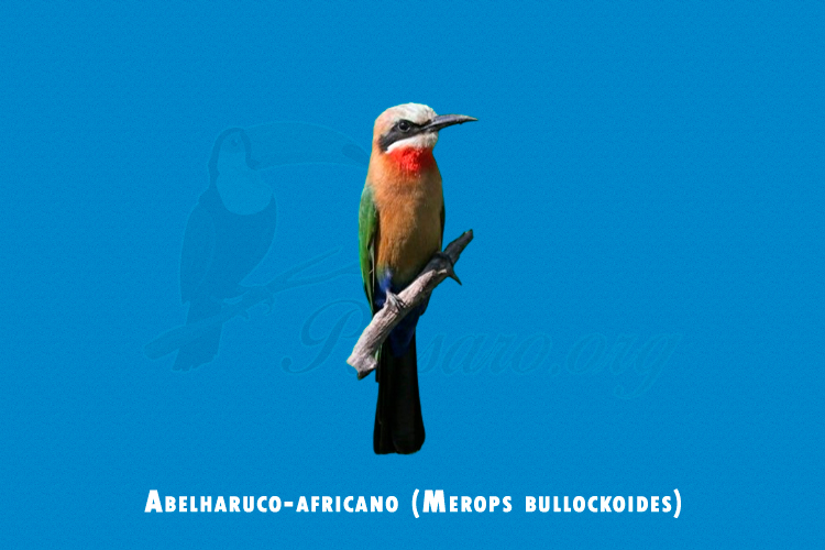 abelharuco-africano (merops bullockoides)