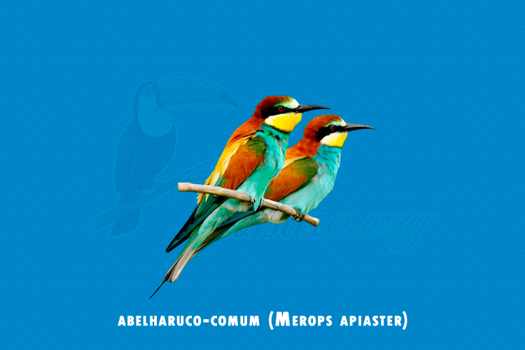 abelharuco-comum ( merops apiaster )