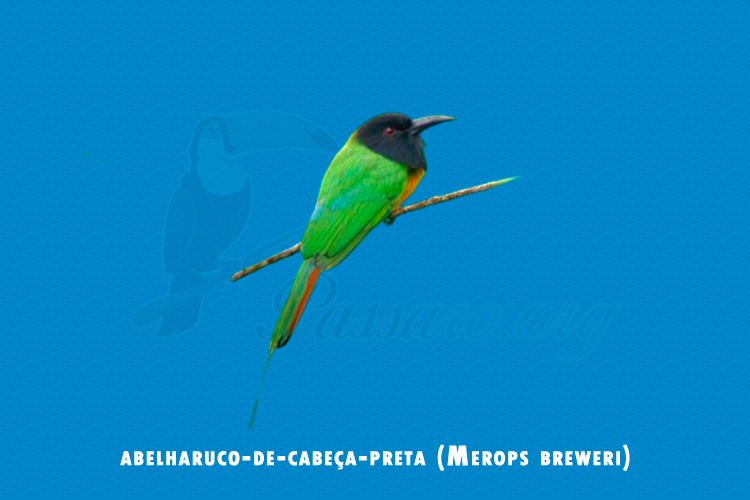 abelharuco-de-cabeca-preta (merops breweri)