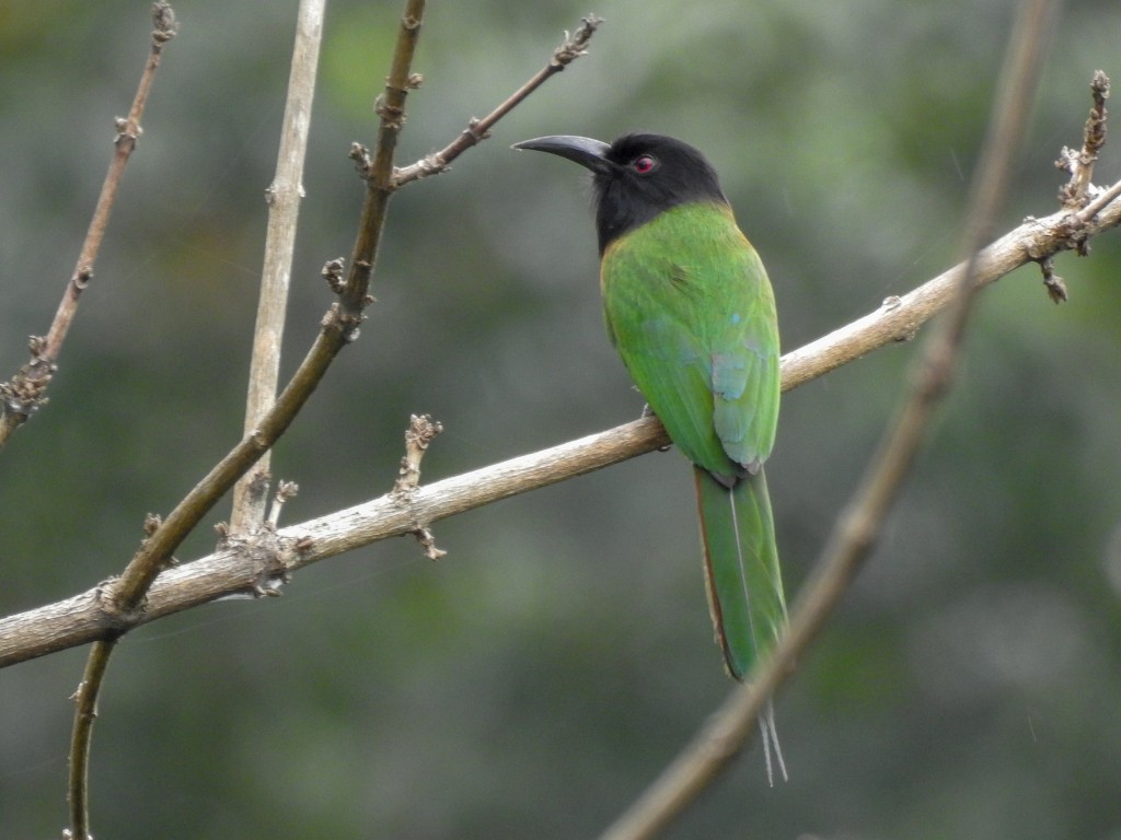 abelharuco-de-cabeca-preta