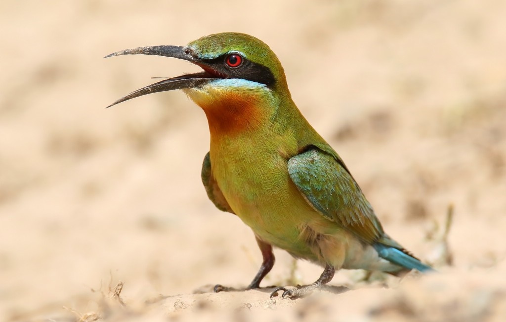 abelharuco-de-cauda-azul