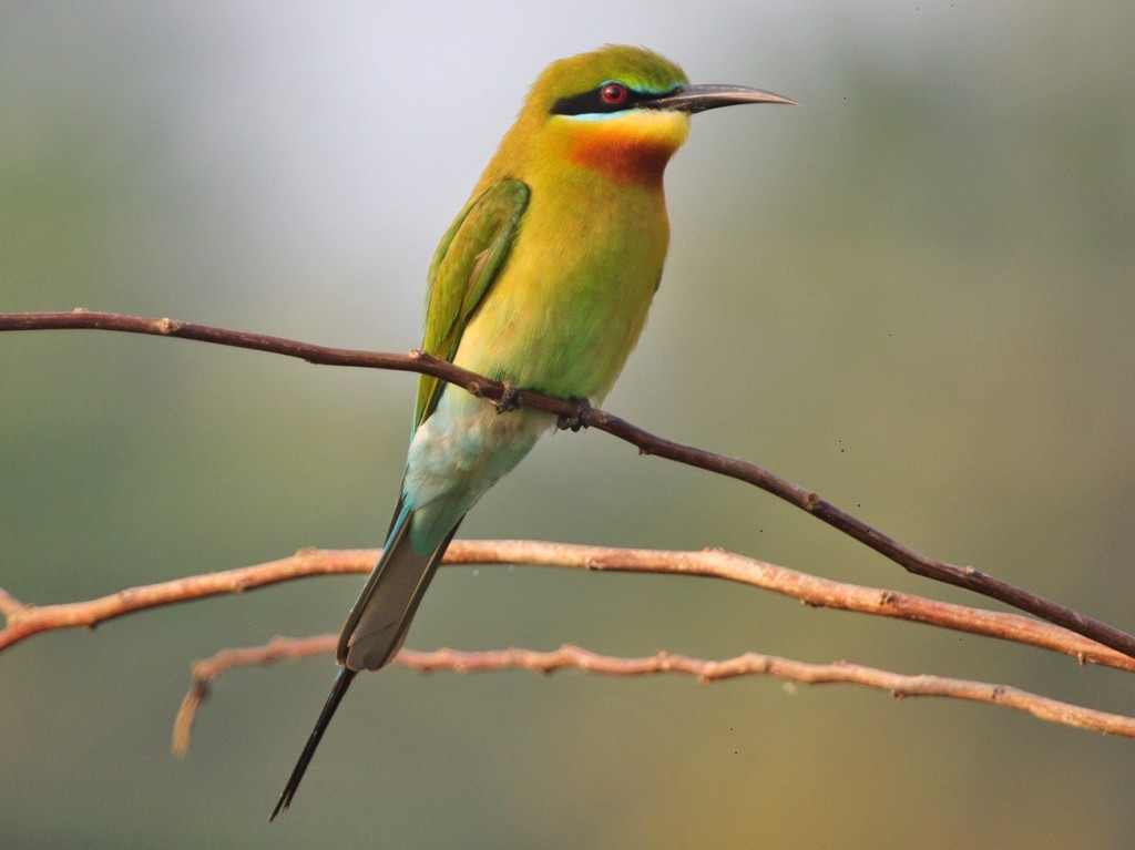 abelharuco-de-cauda-azul