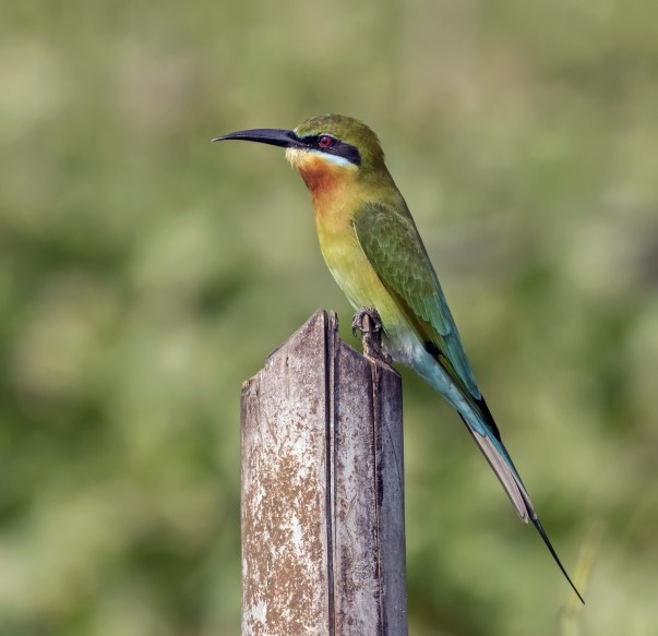 abelharuco-de-cauda-azul