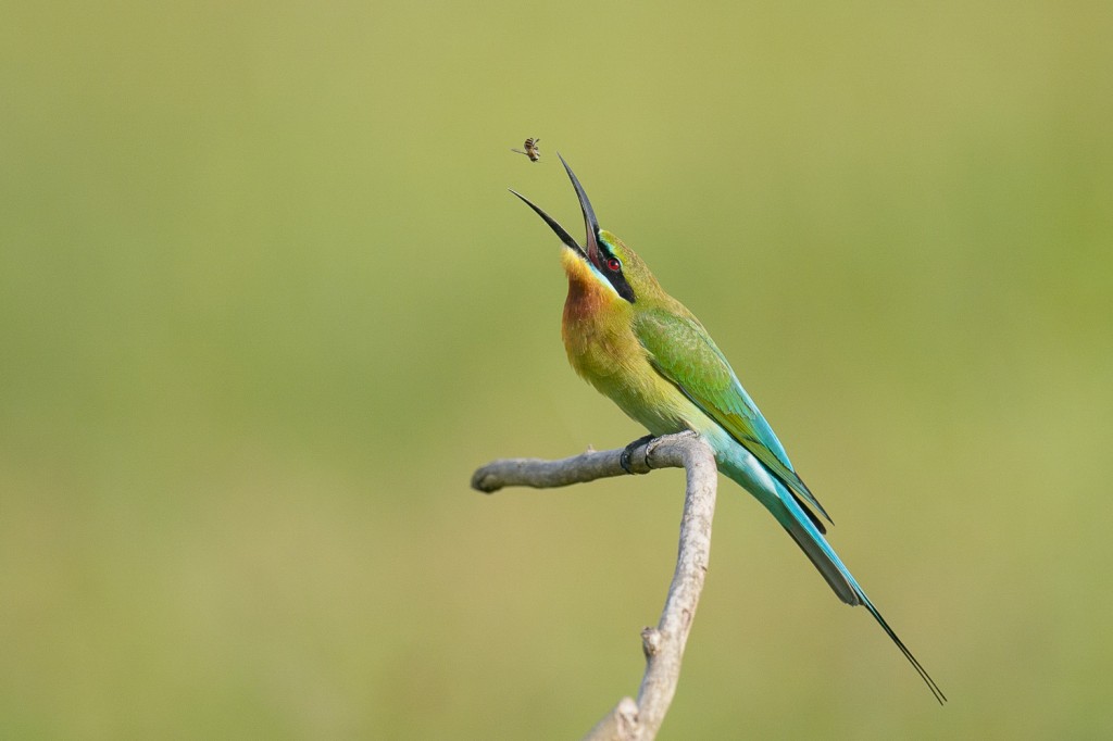 abelharuco-de-cauda-azul