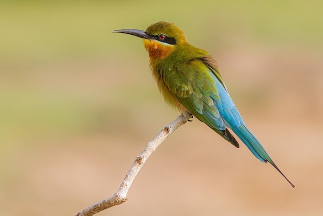 abelharuco-de-cauda-azul