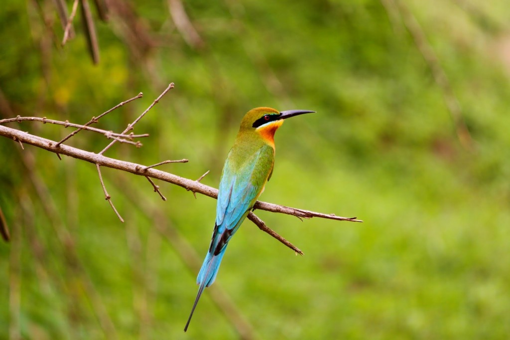 abelharuco-de-cauda-azul 