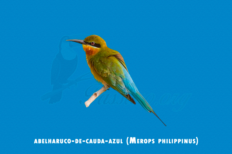 abelharuco-de-cauda-azul (merops philippinus)