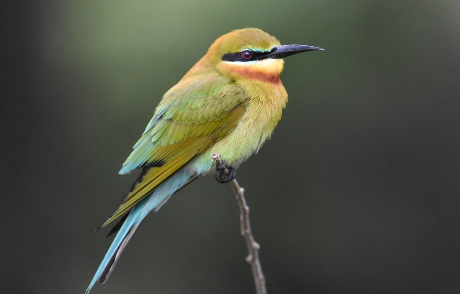  abelharuco-de-cauda-azul 