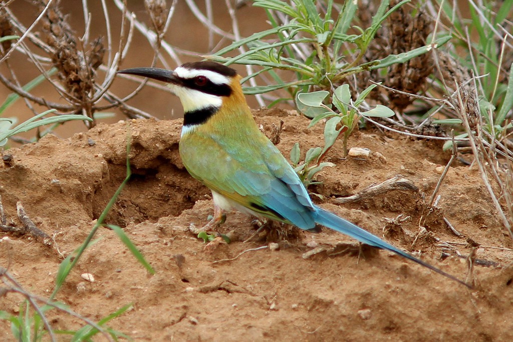 abelharuco-de-garganta-branca