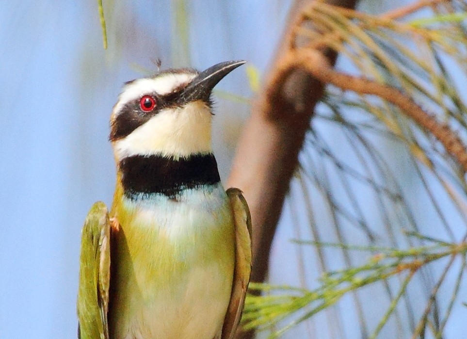 abelharuco-de-garganta-branca