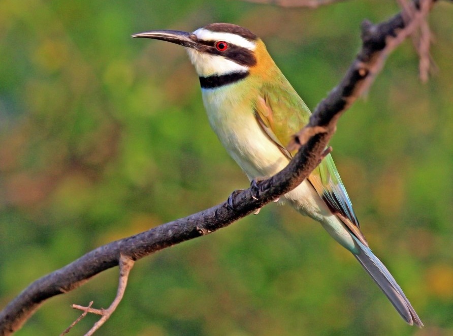 abelharuco-de-garganta-branca