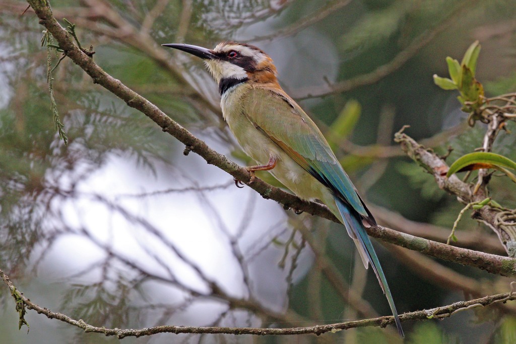 abelharuco-de-garganta-branca