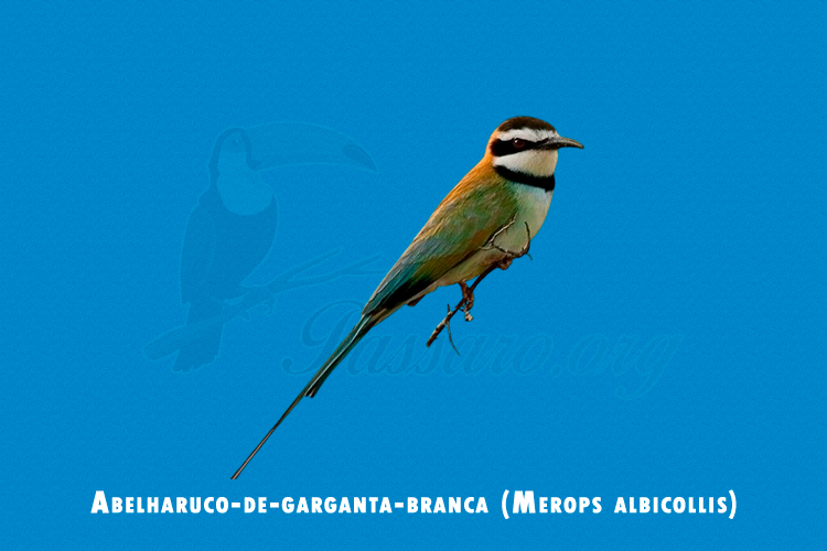 abelharuco-de-garganta-branca ( merops albicollis)