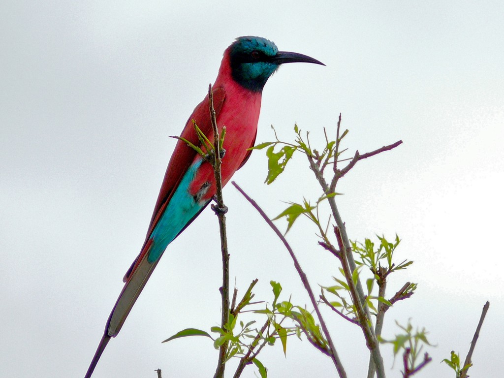 abelharuco-nubio