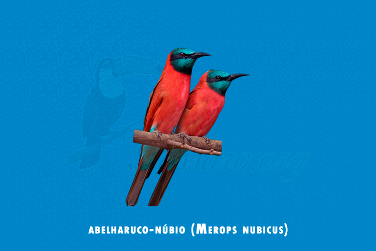 abelharuco-nubio (merops nubicus)