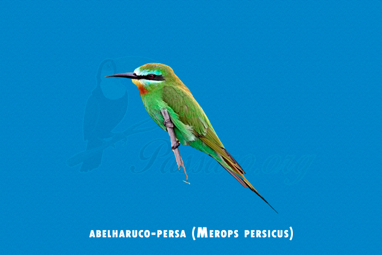 abelharuco-persa (merops persicus)