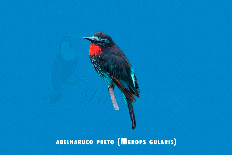 abelharuco preto (merops gularis)