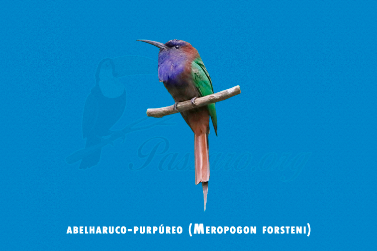 abelharuco-purpureo (meropogon forsteni)