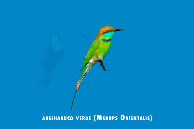 abelharuco verde ( merops orientalis )