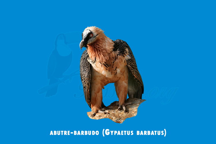 abutre-barbudo (Gypaetus barbatus)