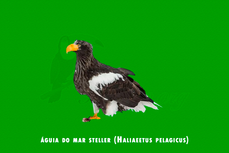 águia do mar steller (Haliaeetus pelagicus)
