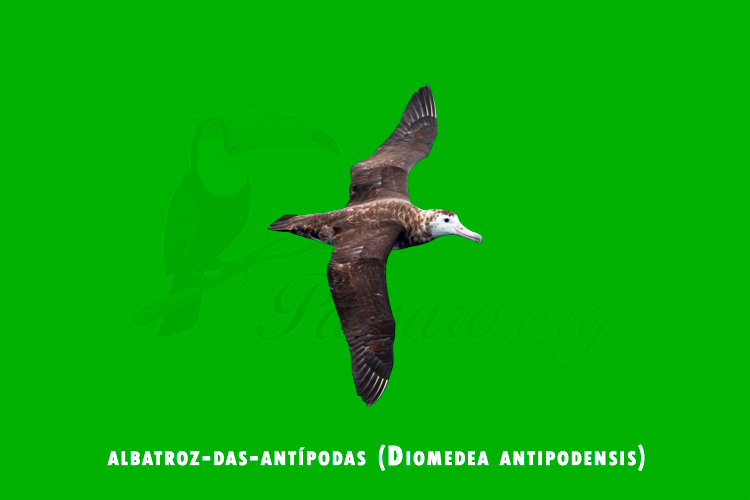 albatroz-das-antipodas (Diomedea antipodensis)